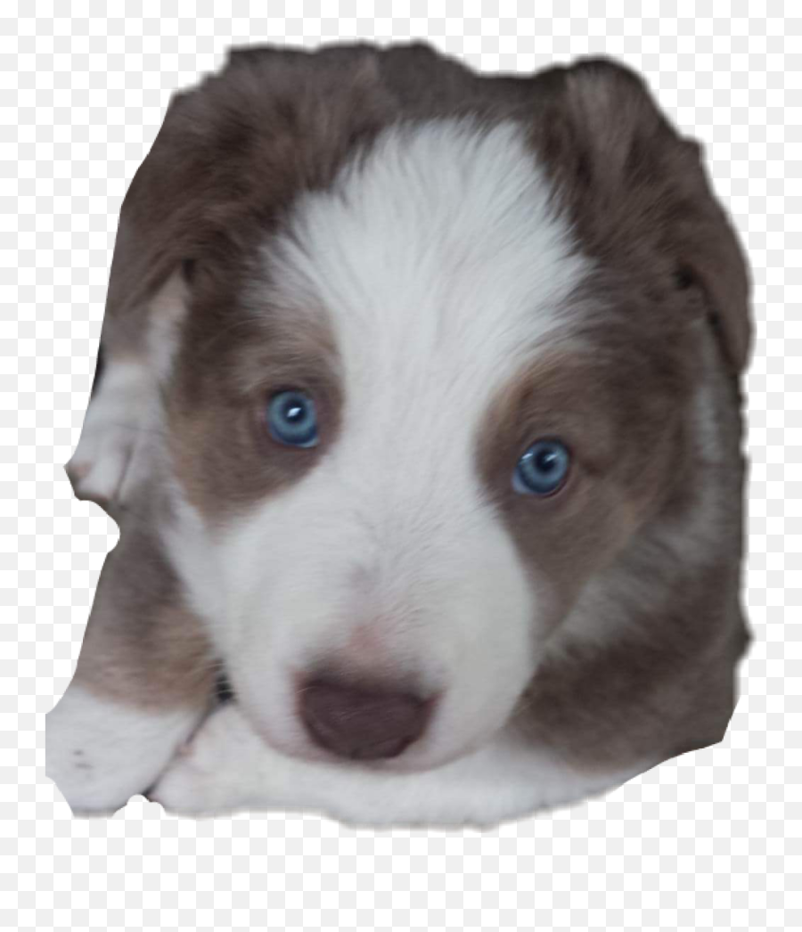 Puppy Border Bordercollie Sticker - Northern Breed Group Emoji,Border Collie Emoji