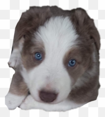 Puppy Border Bordercollie Sticker - Northern Breed Group Emoji,Border Collie Emoji