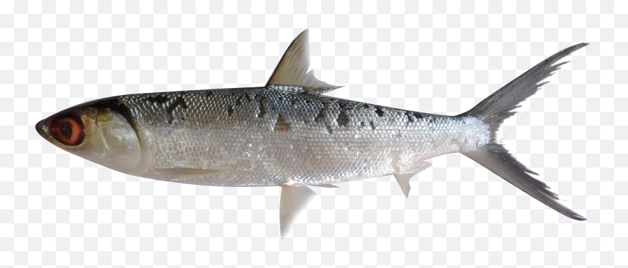 Download Fish Png Png Image With No Background - Pngkeycom Keri Fish Emoji,Fish Emoji