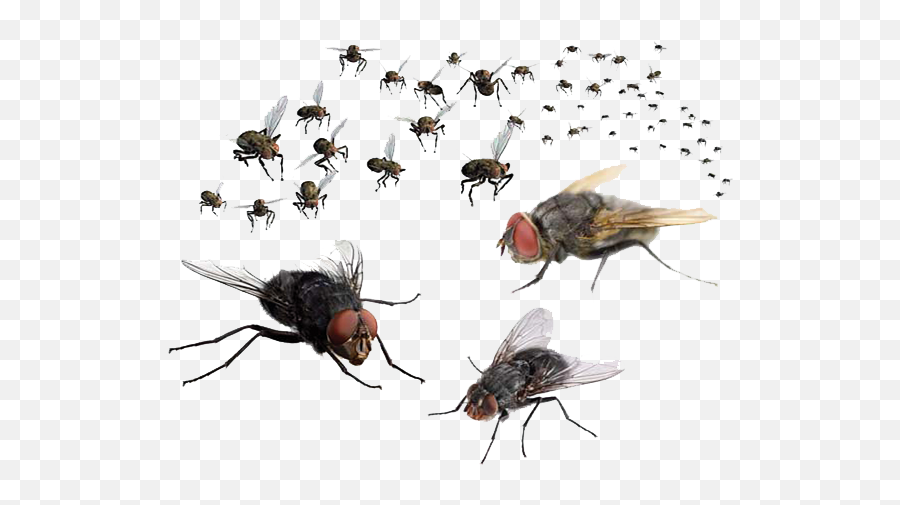 Mosquito Fly - Swarm Of Flies Emoji,Mosquito Emoji