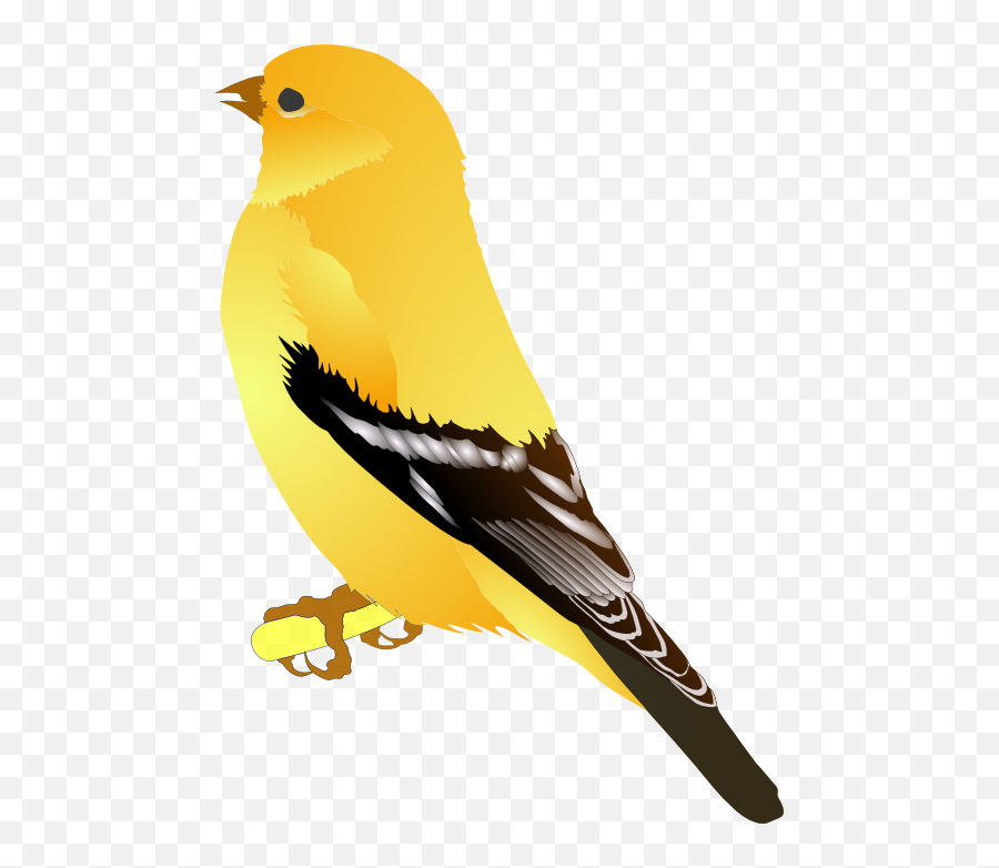 Free Photo Swallow Fauna Nature Bird Animal - Max Pixel Finch Clipart Emoji,Parrot Emoticon