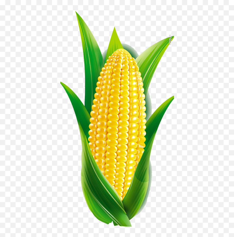 Maize Transprent Png Free Clipart - Sweet Corn Fancy Dress Kids Emoji,Corn Cob Emoji Shirt