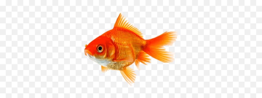 Search Results For Goldfish Png Hereu0027s A Great List Of - Gold Fish Emoji,Goldfish Emoticon