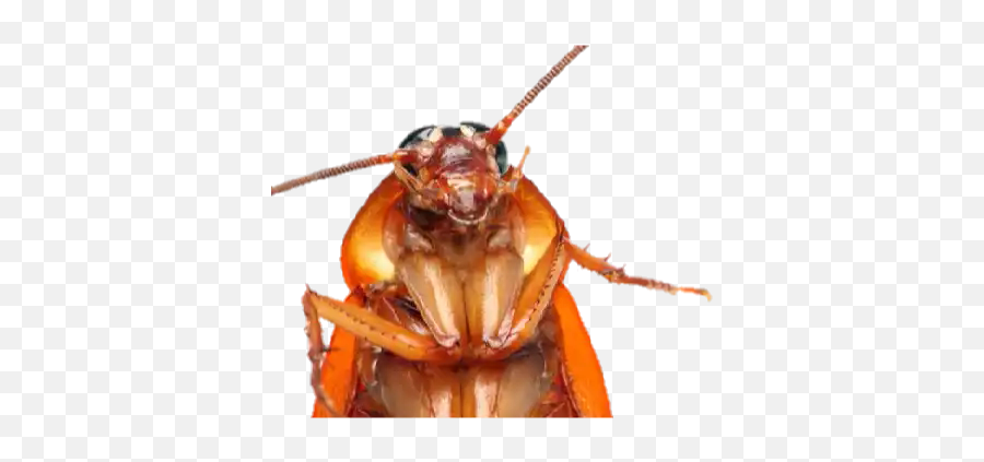 Sticker Maker - Cockroach Hd Emoji,Como Hacer Que Los Emojis En Snap Se Mueva