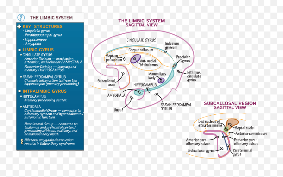 Limbic System Anatomy Draw It To Know It Emoji,He Limbic System, Which Is The Area Of The Brain Involved In Emotion And Memory, Includes The