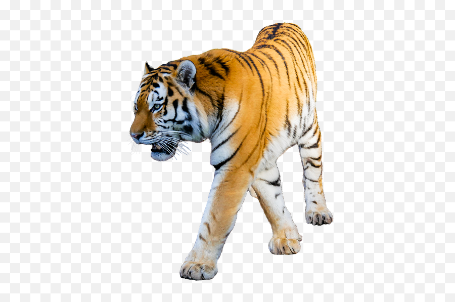 Tigre Animals Sticker By Nair - Tiger Transparent Png Emoji,Animals And Emotions