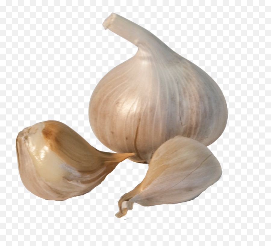 Garlic Png Images Transparent Free Download Pngmartcom Emoji,Garlic Emoticon