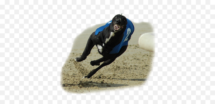 Galloping Jim Usherwood Research Emoji,Flying Emotion Greyhound