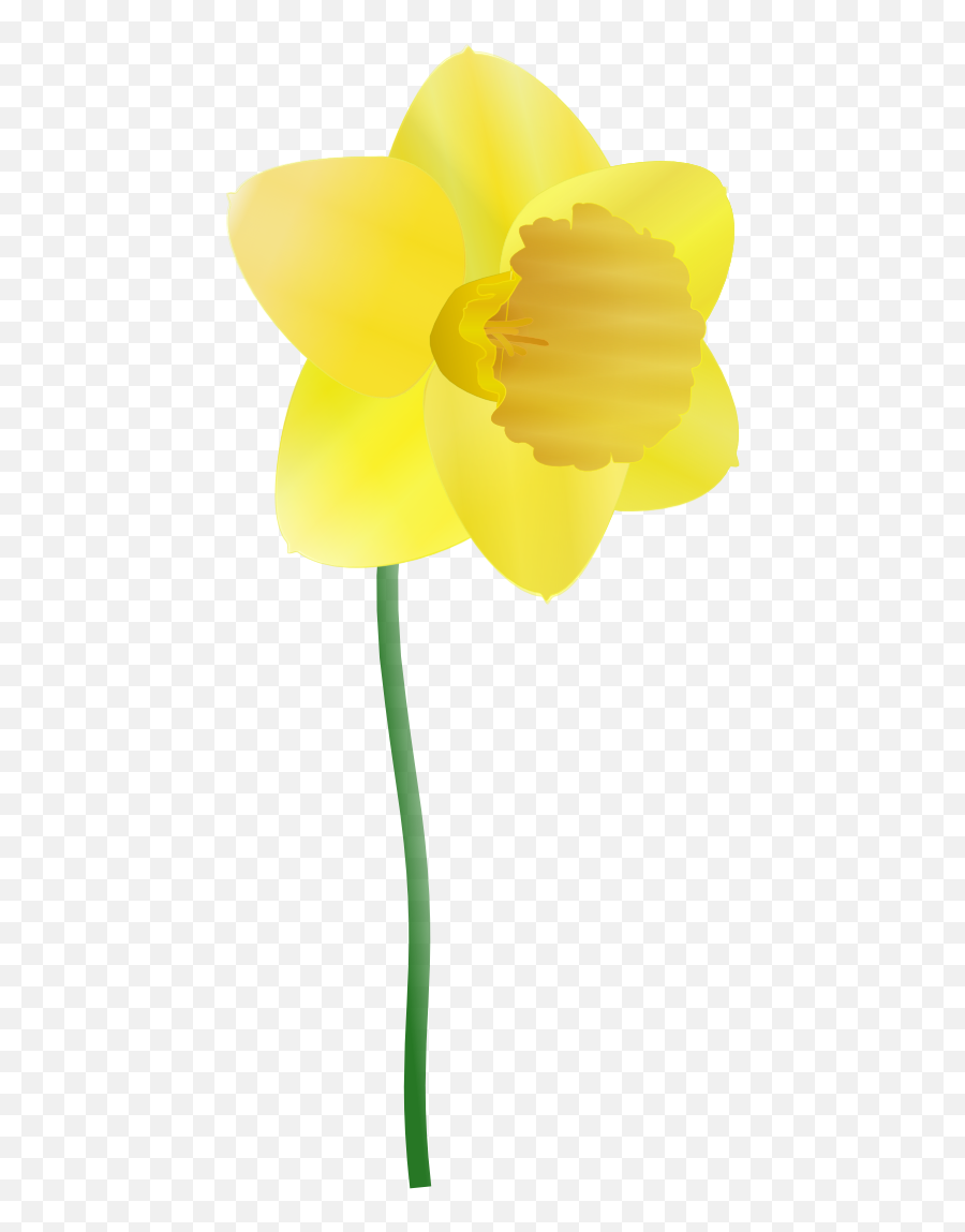 Cartoon Daffodil - Clipartsco Emoji,Emoticon Daffodif