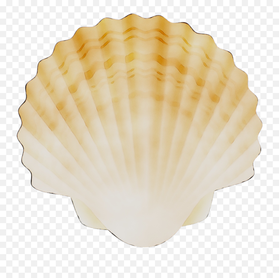 Free Transparent Cockle Png Download - Scallop Shell Transparent Emoji,Scallop Emoji