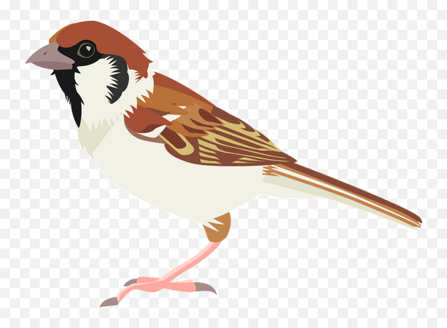 Eurasian Tree Sparrow Clipart - Clipart Images Of Sparrow Emoji,Sparrow Emoji