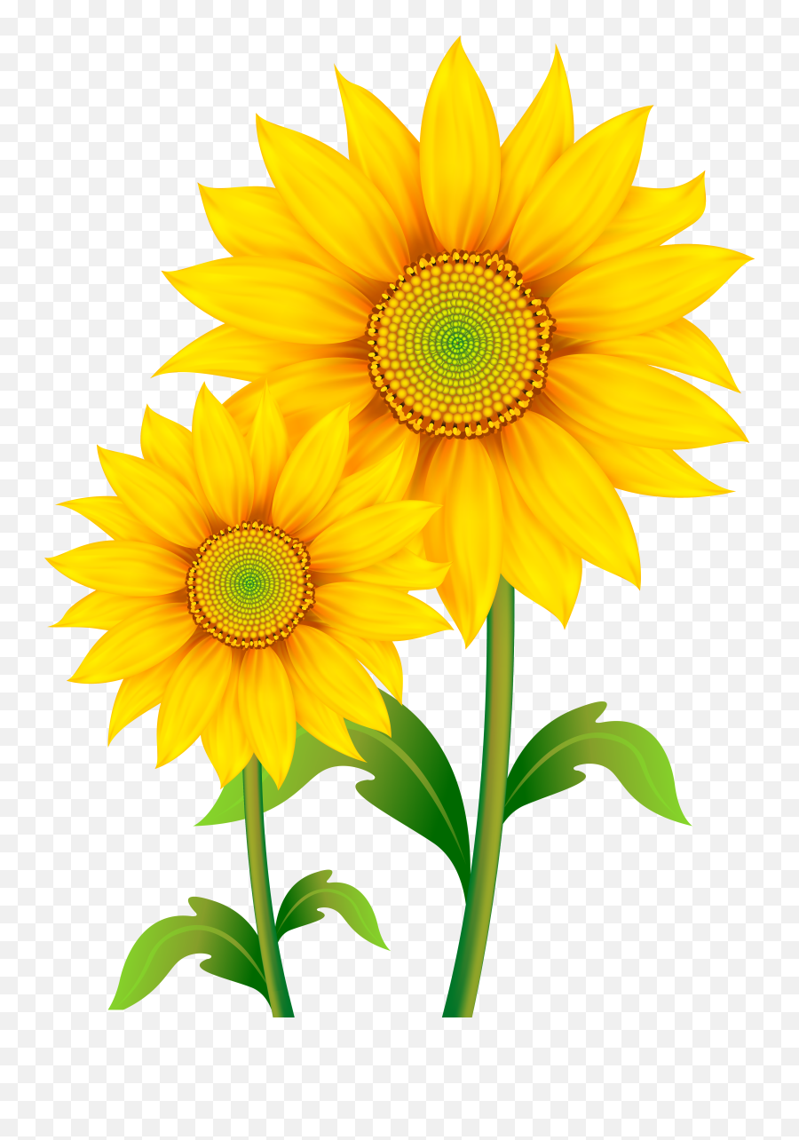 Daisies Clipart Sunflower Daisies - Transparent Background Sun Flower Clip Art Emoji,Sunflowers Emotion