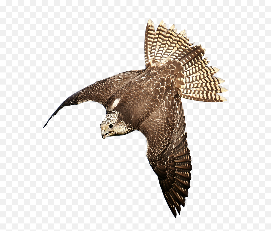 Prey Nature Wild Animal Falcon - Bird Of Prey Transparent Background Emoji,Emotions Falcon