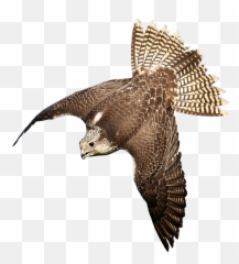 Prey Nature Wild Animal Falcon - Bird Of Prey Transparent Background Emoji,Emotions Falcon
