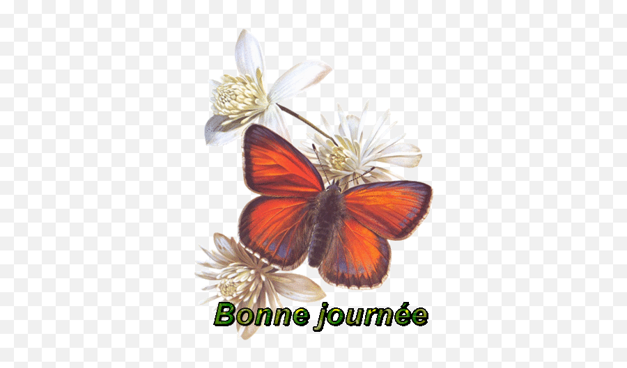 Buon Giorno In Gif - Pagina 8 Gif Animé Bonjour Papillon Emoji,Zeke Emoticons