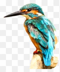 King Fisher - Pngfreeimg Birds Shallow Depth Of Field Emoji,Parrot Emoji