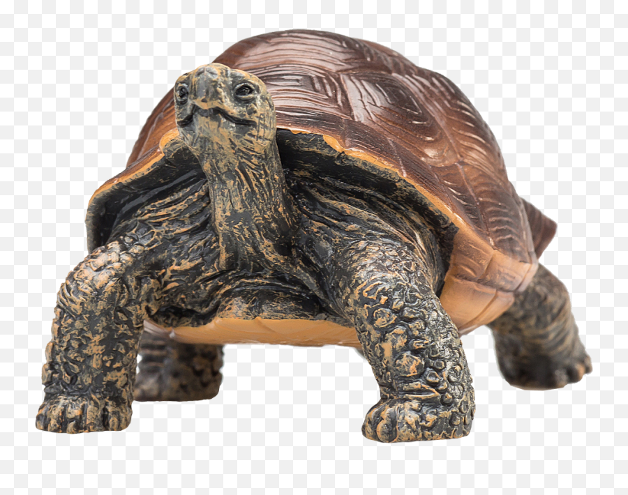 Mojo - Giant Tortoise Mandala Montessori Sro Mojo Giant Tortoise Emoji,Turtle Emotions