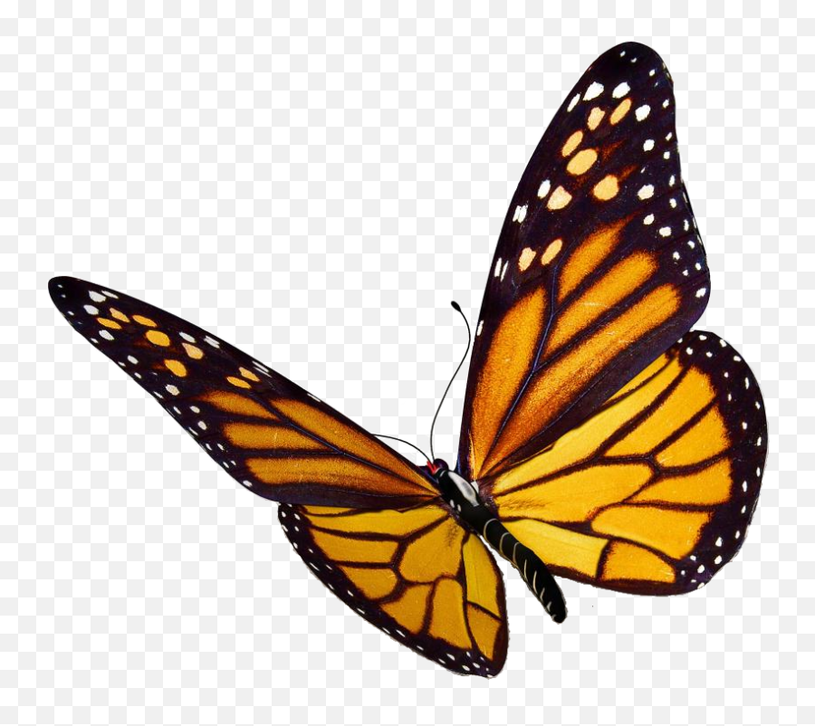 Free Transparent Butterfly Png Download - Transparent Background Butterfly Png Emoji,Butterfly Emoji Png