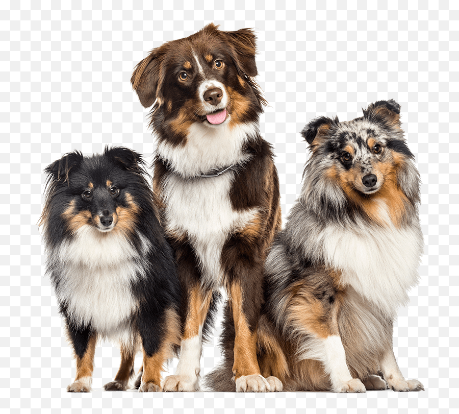 Spay Neuter - Shetland Australian Shepherd Sheepdog Emoji,Neutered Dog Emoticons