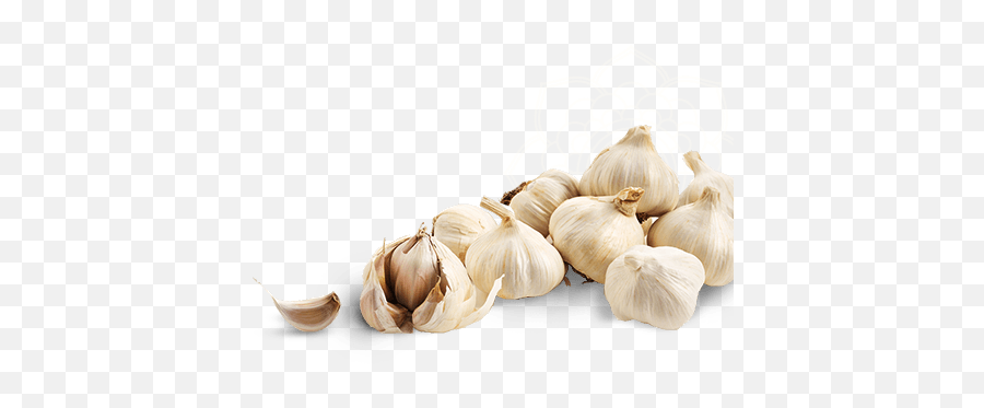 Garlic Png Transparent Image Png Svg - Garlic Images In Png Emoji,Garlic Emoji