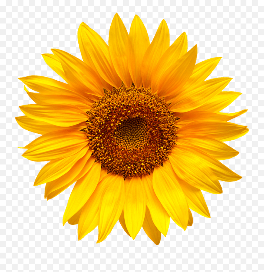Fonte Puro - Sunflower Aesthetic Png Emoji,Facebook Sunflower Emoticons