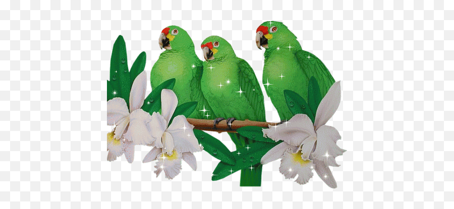 S34792585113058472689 477334 Parrot Image Bird Gif - Parrots Emoji,Parrot Emoji