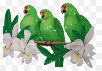 S34792585113058472689 477334 Parrot Image Bird Gif - Parrots Emoji,Parrot Emoji