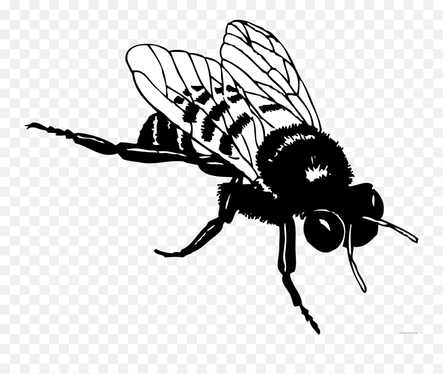 Black And White Bumble Bee Coloring Pages Bumble Bee B001 - Realistic Bee Clipart Black And White Emoji,Bumblebee Emoji