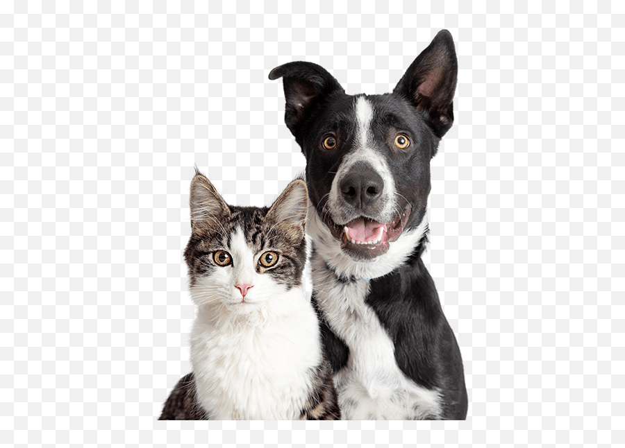 Vet Clinic In Fort Myers Edison Park - Triglyceride Omega Emoji,Cat Emotions Vs Dogs