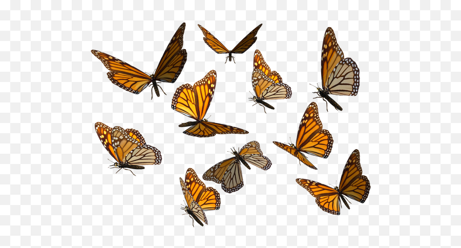 Monarch Butterfly Png Transparent Images Png All Emoji,Emotion Blutterfly