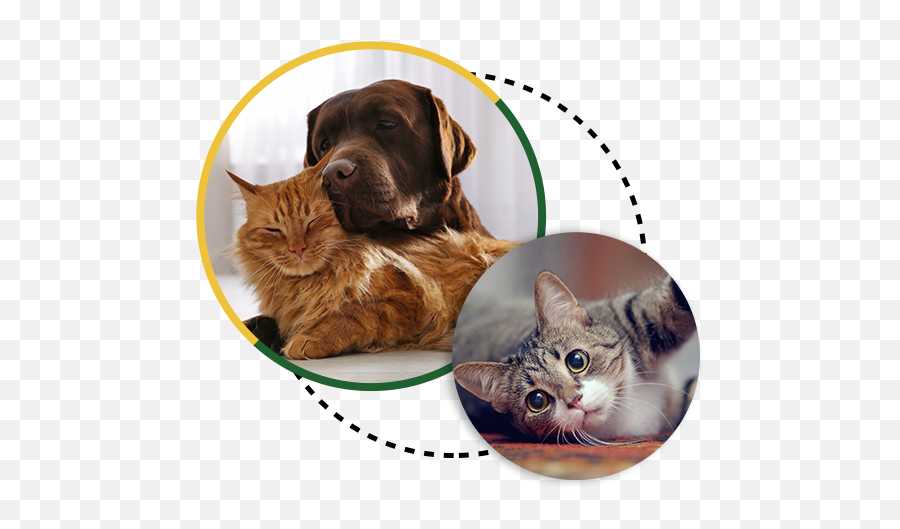 Pet Care Links Bloomfield Veterinary Clinic Emoji,Cat Emotions Infographic