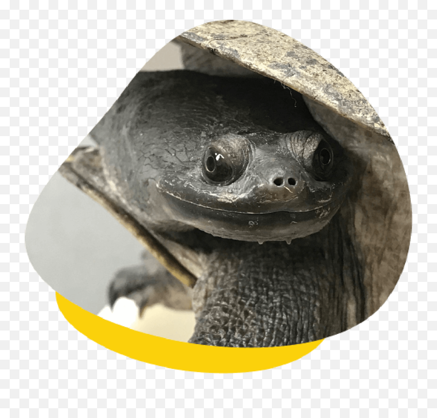 Caring For Australian Turtles Housing Feeding U0026 More Emoji,Cold Turtle Emoticon