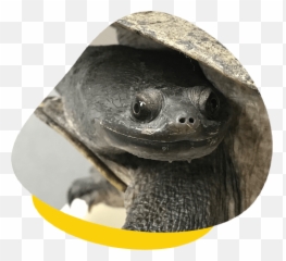 Caring For Australian Turtles Housing Feeding U0026 More Emoji,Cold Turtle Emoticon