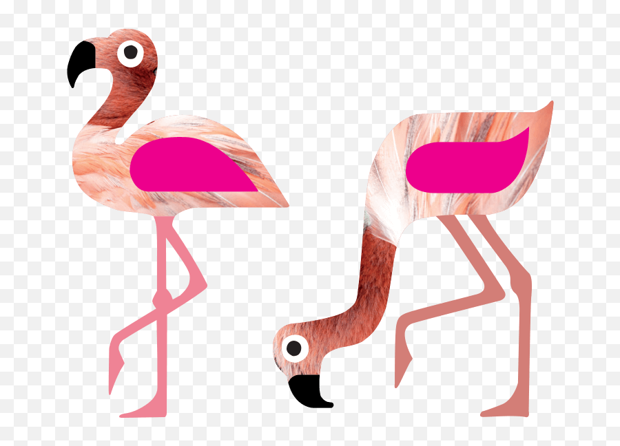 Greater Flamingo - Phoenicopterus Roseus Visit Our Greater Emoji,Stork Emoji