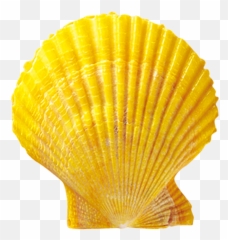 Free Transparent Seashell Png Download - Decorative Emoji,Scallop Emoji
