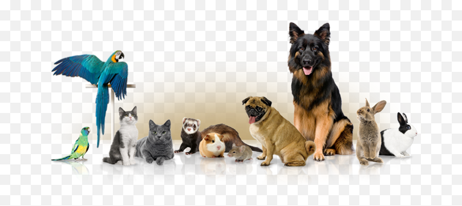11 Reasons Why Pets Are Amazing - Animais Pet Shop Png Emoji,Puppy Dog Face Emoji
