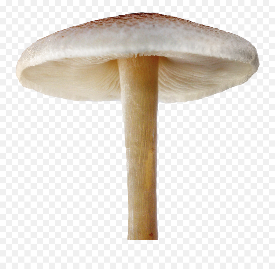 Mushroom Png - 10 Free Hq Online Puzzle Games On Transparent Background Mushroom Png Emoji,Emoji Mushroom Cloud