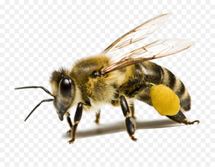 Bee Png Hd Png Svg Clip Art For Web - Download Clip Art Honey Bee Transparent Background Emoji,Bee Emoji Png