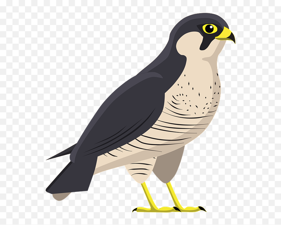 Free Photo Wildlife Hawk Feather - Falcon Emoji,Emotions Falcon