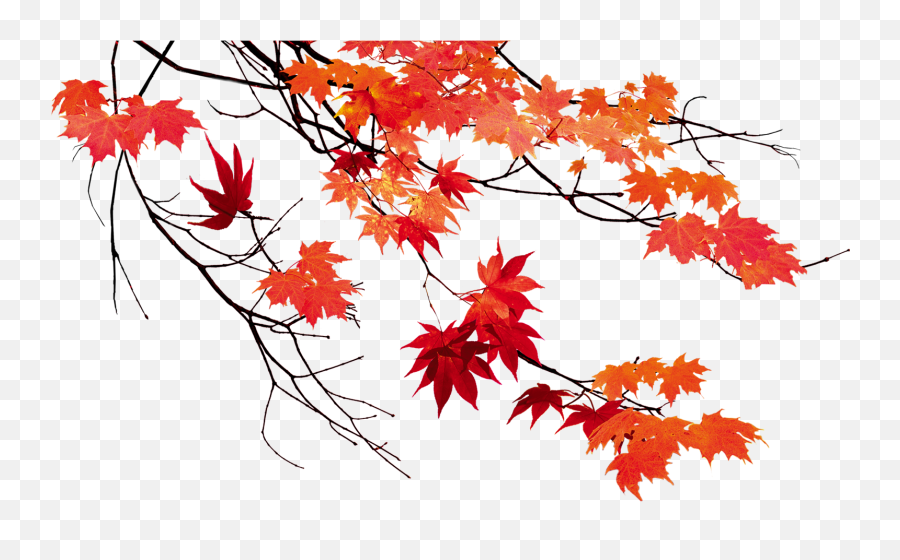 Download Beautiful Leaf Color Leaves Autumn Maple Clipart - Autumn Leaves Png Emoji,Maple Leaf Blow Up Arrow Emojis
