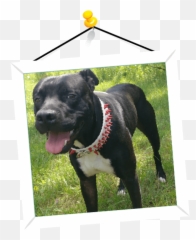 All Access Service Dog Canine Leash For Harness - Non Padded Martingale Emoji,Pitbulls Read Emotion