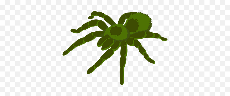 Sydney Pest Control Experts - Tarantula Emoji,Images Of Emojis Iritated