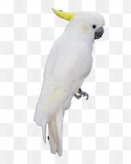 Parrot Sticker By Heidi - Parrots Emoji,Parrot Emoji