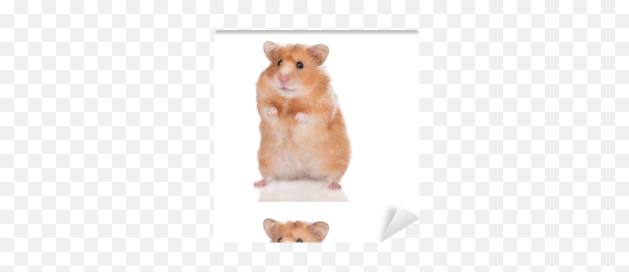 Hamster Peace Sign Emoji,Galaxy Hamster Emoji