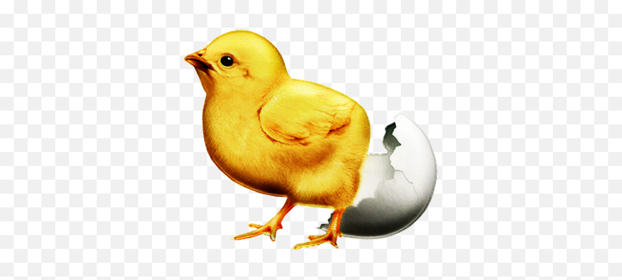 100 Free Hatching Chicks U0026 Chick Images Emoji,Chick Hatching Emojis