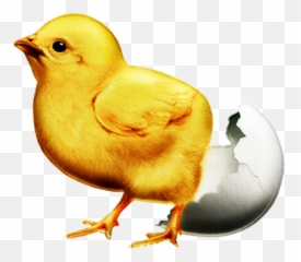 100 Free Hatching Chicks U0026 Chick Images Emoji,Chick Hatching Emojis
