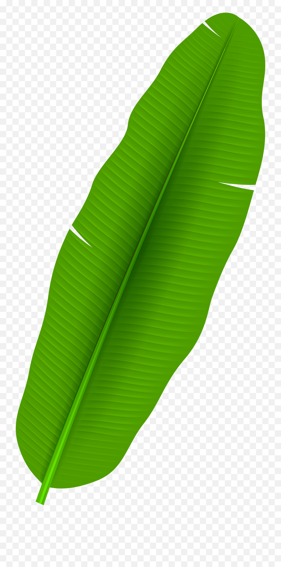 Exotic Palm Leaf Transparent Png Clip Art - Banana Leaf Png Banana Leaf Vector Png Emoji,Leaf Emoji Transparent