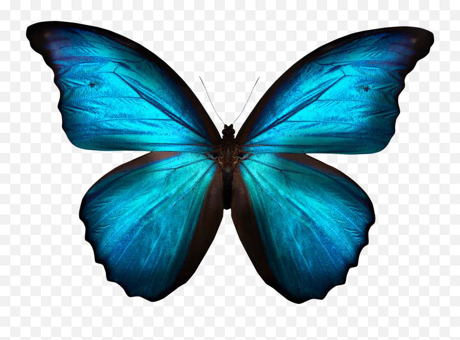 Karner Blue Butterfly Blue Butterfly - Blue Butterfly Free Emoji,Emoticon Blue Butterfly Meaning