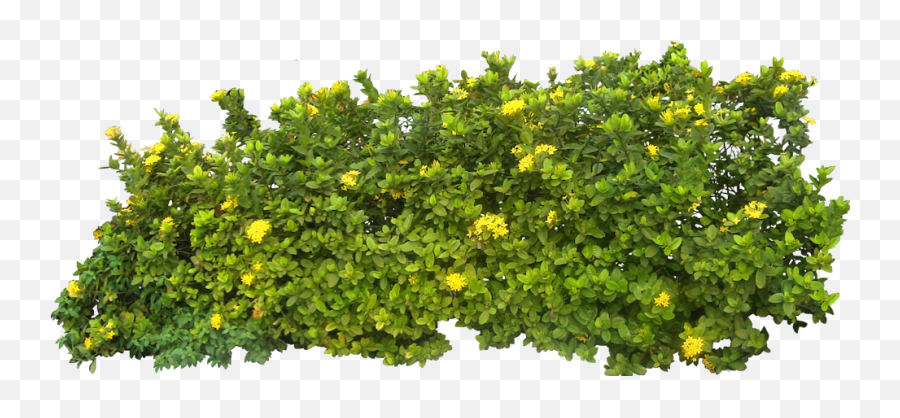 Small Bush Transparent Images Png Arts Emoji,Bush Emoticon Saying Do It In Fortnite