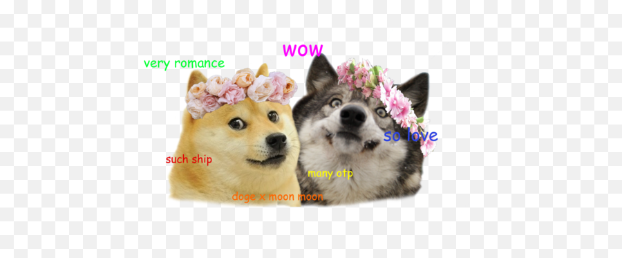 A Linguist Explains The Grammar Of Doge - Moon Moon And Doge Emoji,Doge Emoji